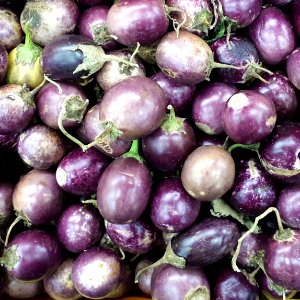 Ratna eggplants 2017 A1