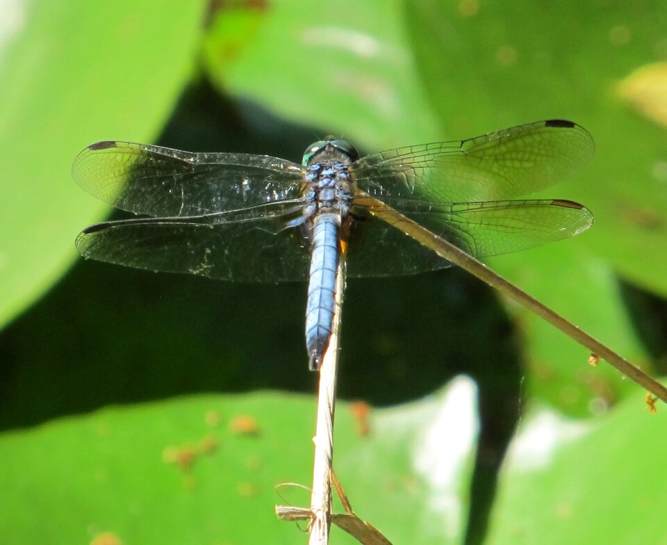 Bug wings eye