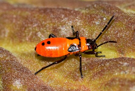 Immature insect black and orange photo