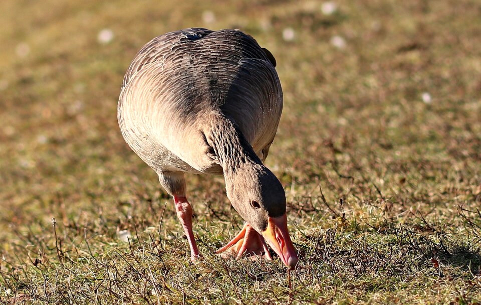 Water bird animal nature