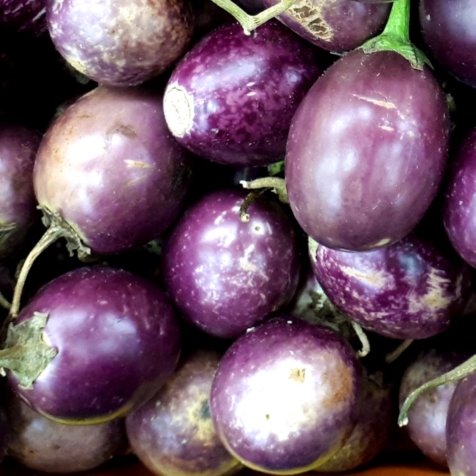 Ratna eggplants 2017 A3
