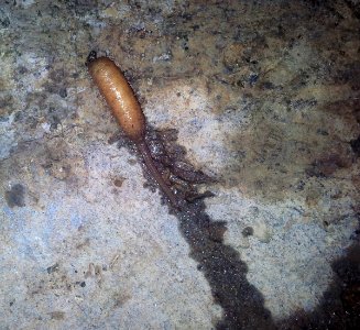 Rat-tailed maggot leaving water to pupate (Mindanao, Philippines) photo