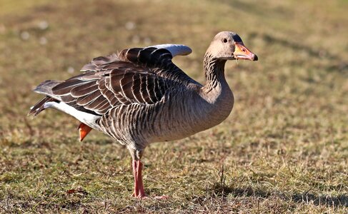 Water bird animal nature photo