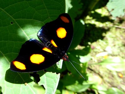 Orange task black costa rica