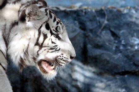 Panthera tigris bengalensis wild cat animal photo