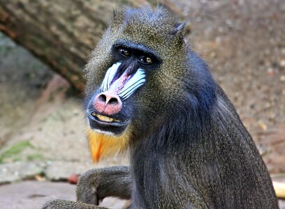 Thoughtful primate creature