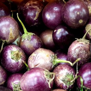 Ratna eggplants 2017 B2