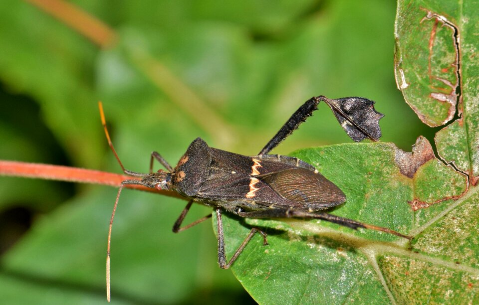 Citron bug insect flying insect photo