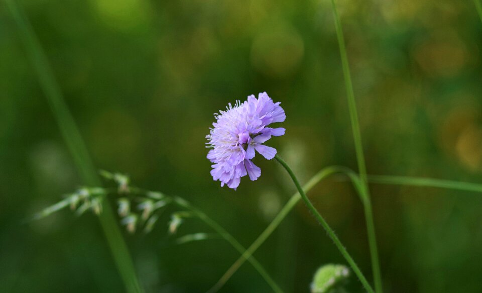 Single green garden