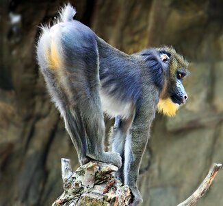 Primate creature animal recording photo