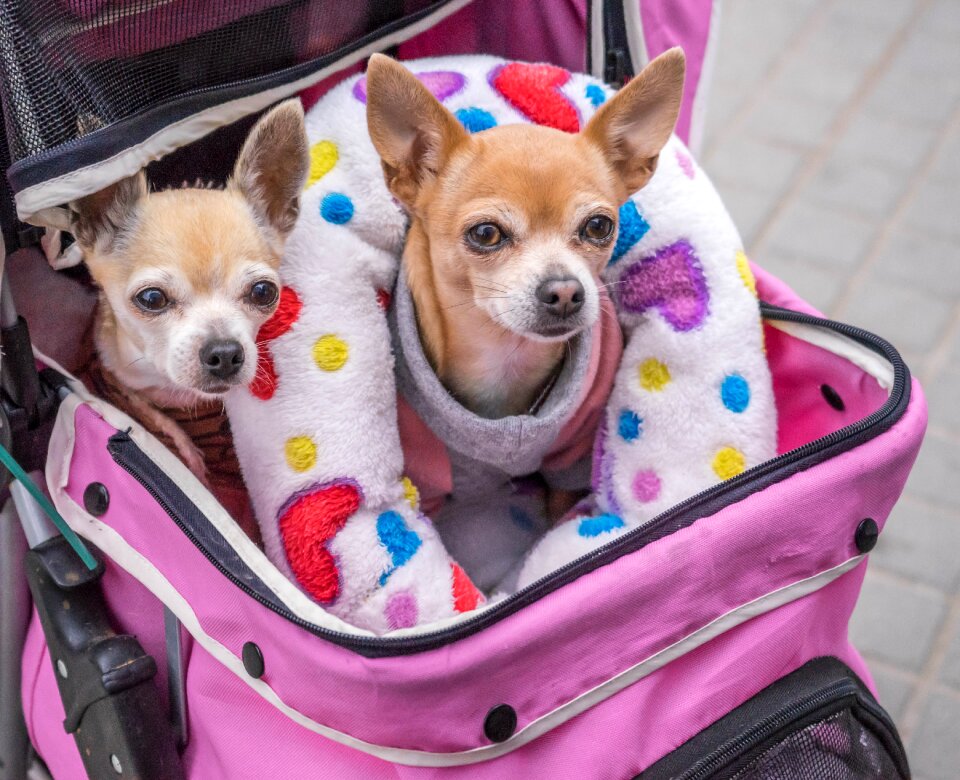 Carriage pet cute