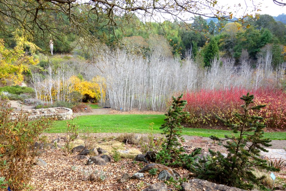 Regional Parks Botanic Garden - Berkeley, CA - DSC04447