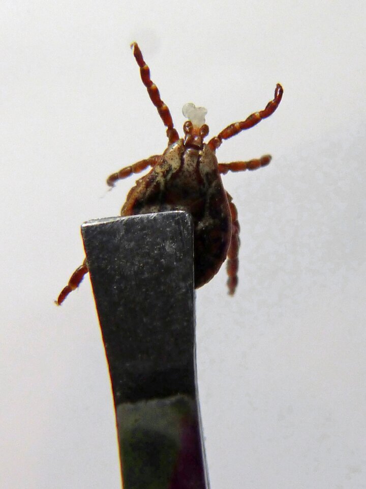 Trapped insect plague