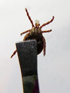 Trapped insect plague
