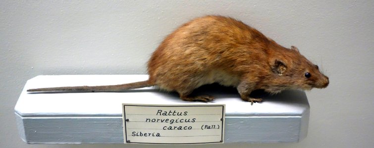 Rattus norvegicus - Museo Civico di Storia Naturale Giacomo Doria - Genoa, Italy - DSC02842