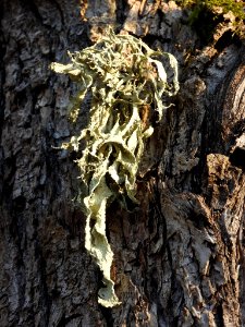 Ramalina fraxinea 106749500
