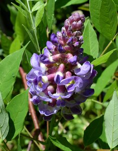 Animal flower blossom