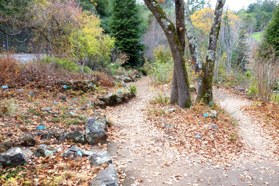 Regional Parks Botanic Garden - Berkeley, CA - DSC04276
