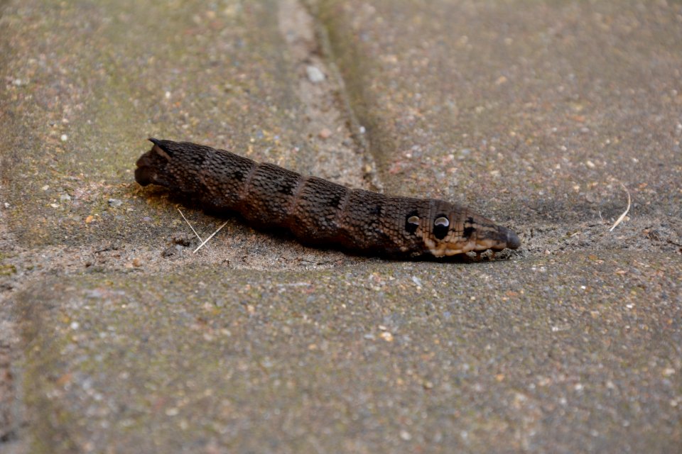 Raupe auf Pflaster