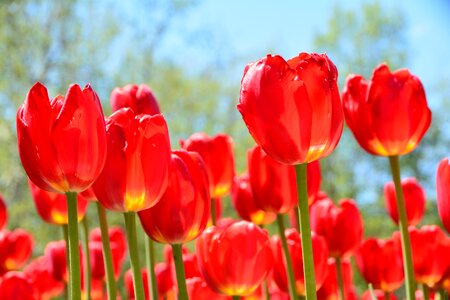 Iridescent spring colorful