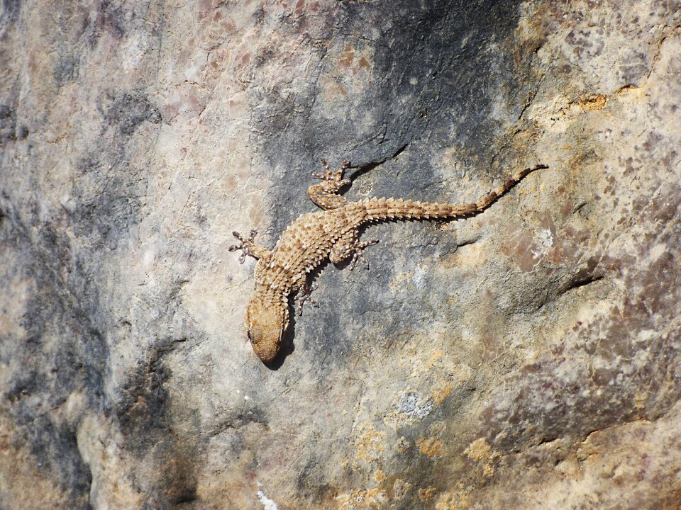 Dragon camouflage reptile