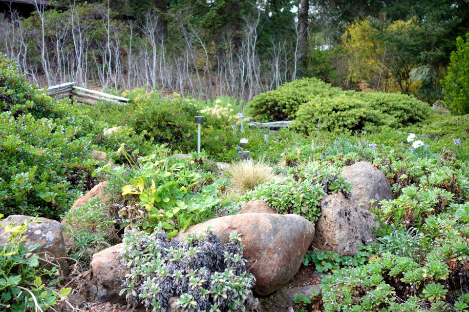 Regional Parks Botanic Garden - Berkeley, CA - DSC04507