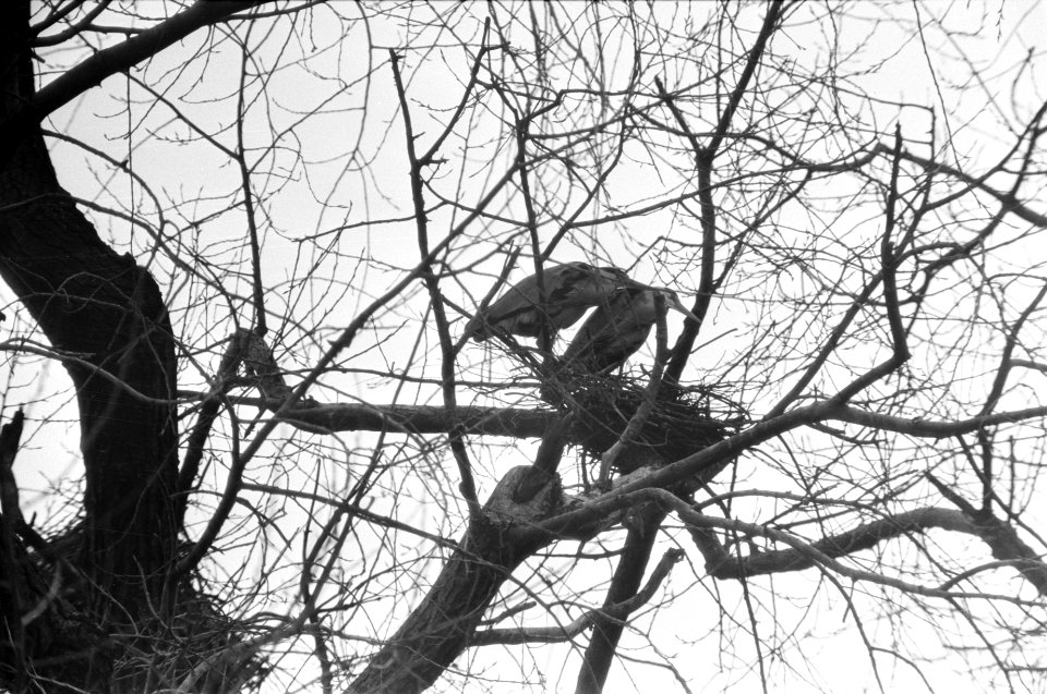 Reigers in Oosterpark, Amsterdam, Bestanddeelnr 925-5075