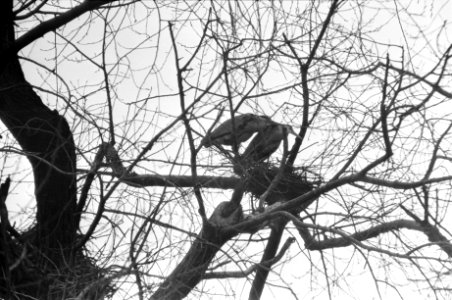 Reigers in Oosterpark, Amsterdam, Bestanddeelnr 925-5075