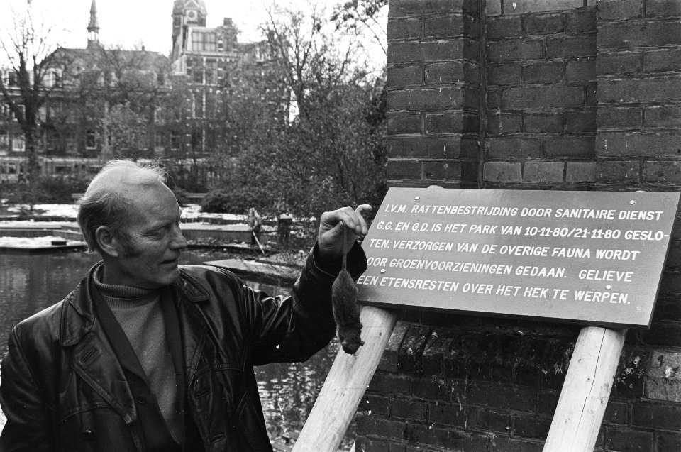 Rattenbestrijding in Amsterdamse Sarphatipark begonnen, man met dode rat bij het, Bestanddeelnr 931-1396