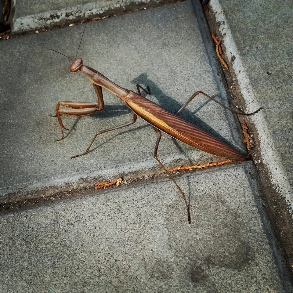 Insect praying mantis crimea