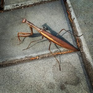 Insect praying mantis crimea photo