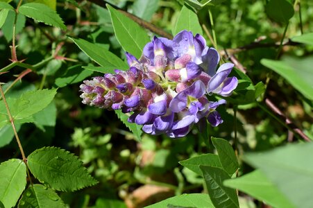 Blossom bloom plant