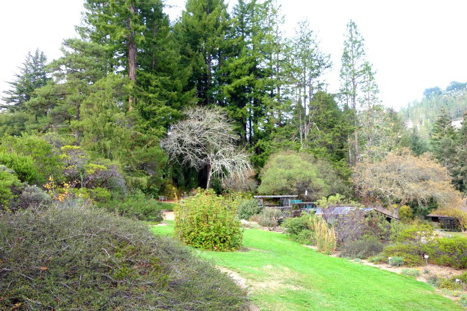 Regional Parks Botanic Garden - Berkeley, CA - DSC04337