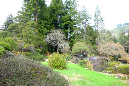 Regional Parks Botanic Garden - Berkeley, CA - DSC04337