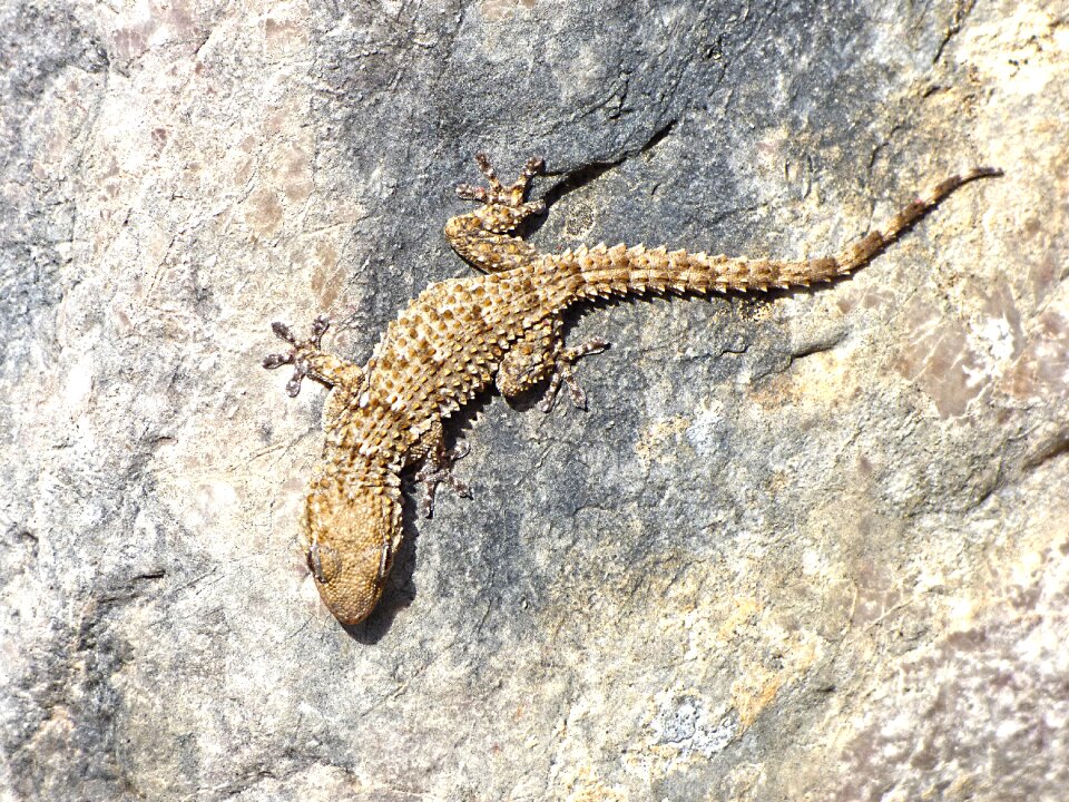 Dragon camouflage reptile