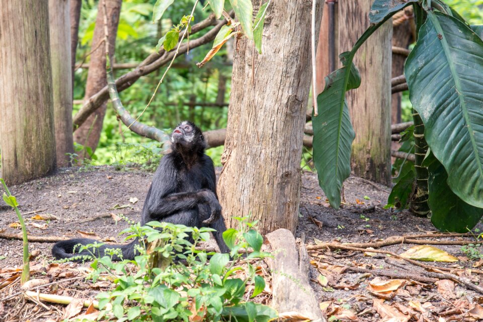 Monkey wildlife ape