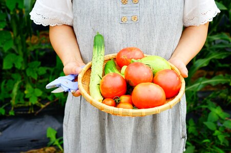 Vegetable garden cucumber tomato