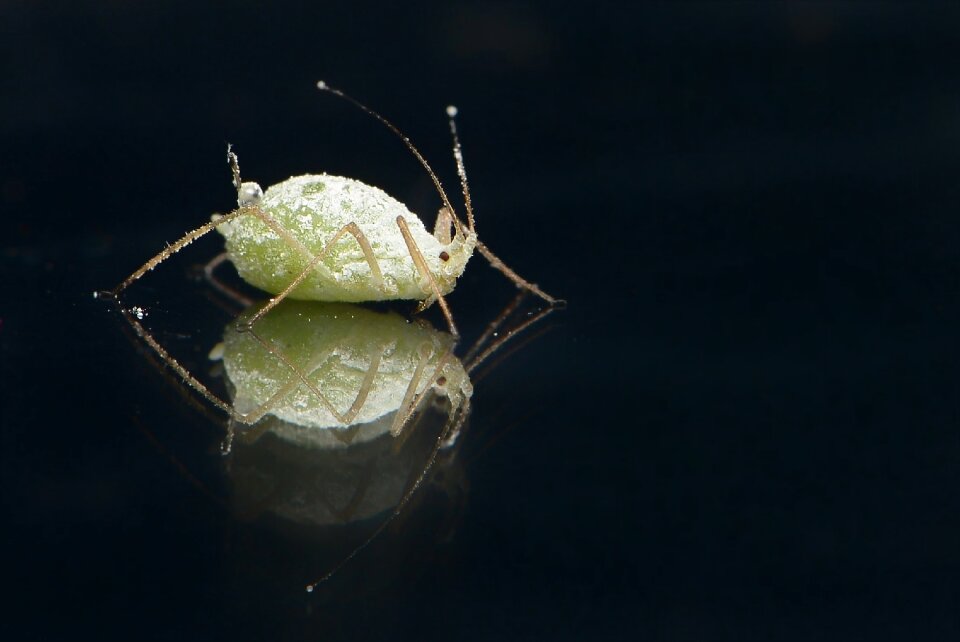 Plant lice aphids lice