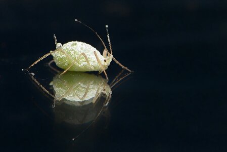 Plant lice aphids lice photo