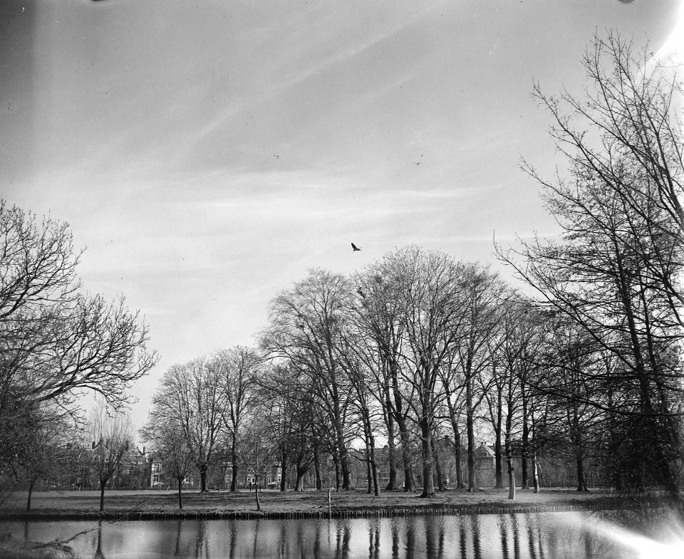 Reigerskolonie in het Vondelpark overzicht, Bestanddeelnr 902-6828