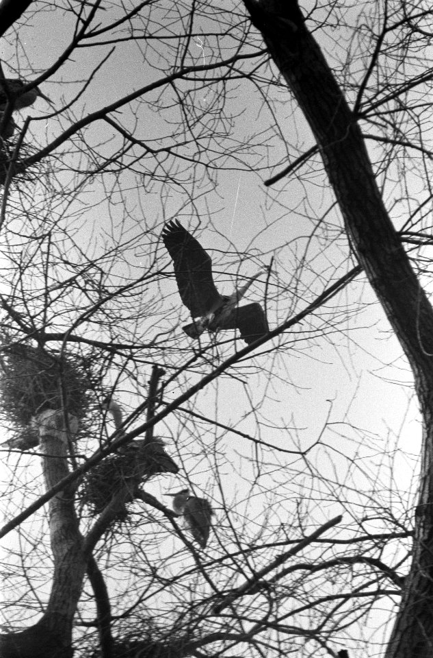 Reigers in het Oosterpark Documentnummer 911-0963 Fotograaf ANEFO Lindeboo, Bestanddeelnr 911-0992