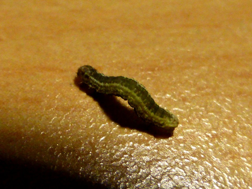 Raupe-1