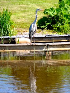 Reiger aan de-Cornelisgracht