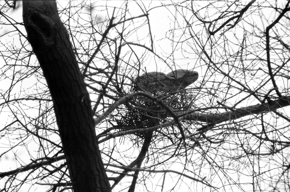 Reigers in Oosterpark, Amsterdam, Bestanddeelnr 925-5076