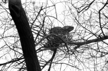 Reigers in Oosterpark, Amsterdam, Bestanddeelnr 925-5076