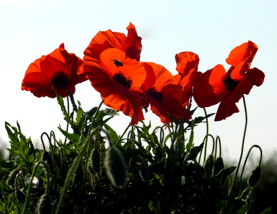 Nature fields poppy