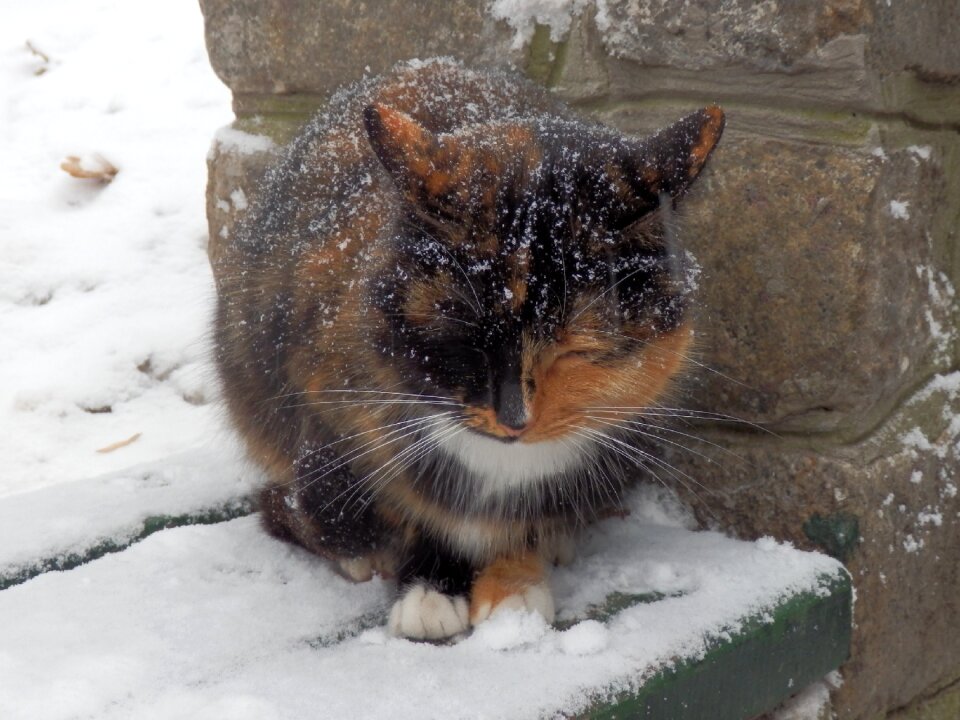 Snow coldly bad weather