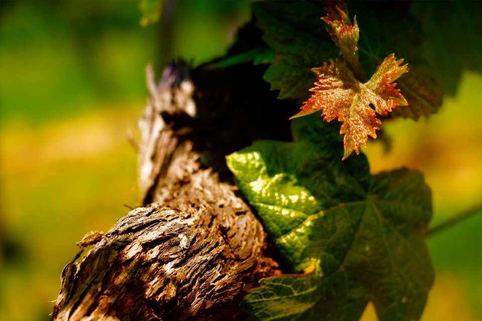 Read vineyards vines stock
