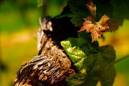 Read vineyards vines stock