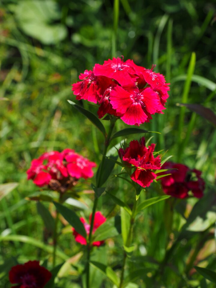 Red dianthus ornamental plant